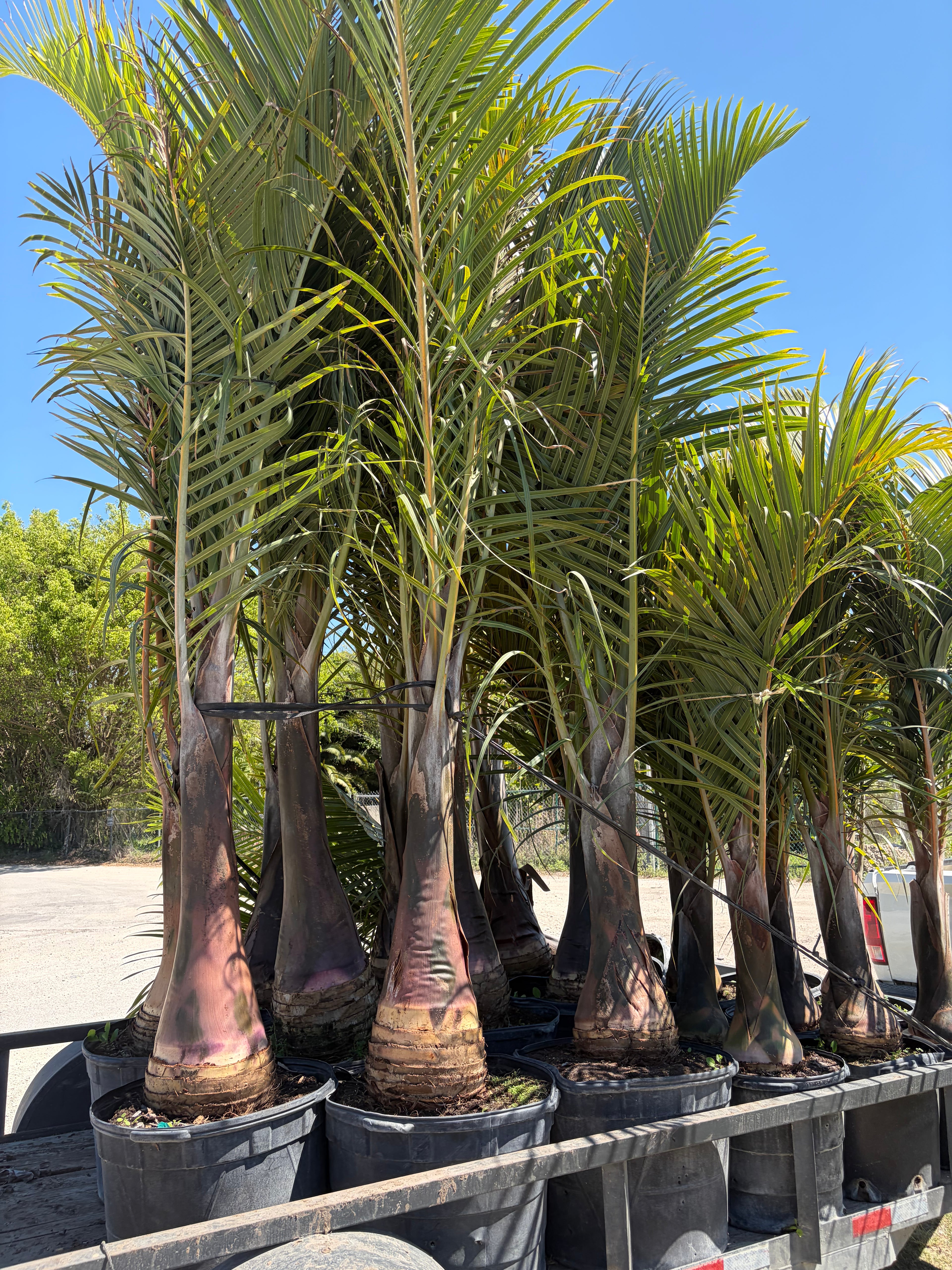 Spindle Palm Tree (Hyophorbe Verschaffeltii)