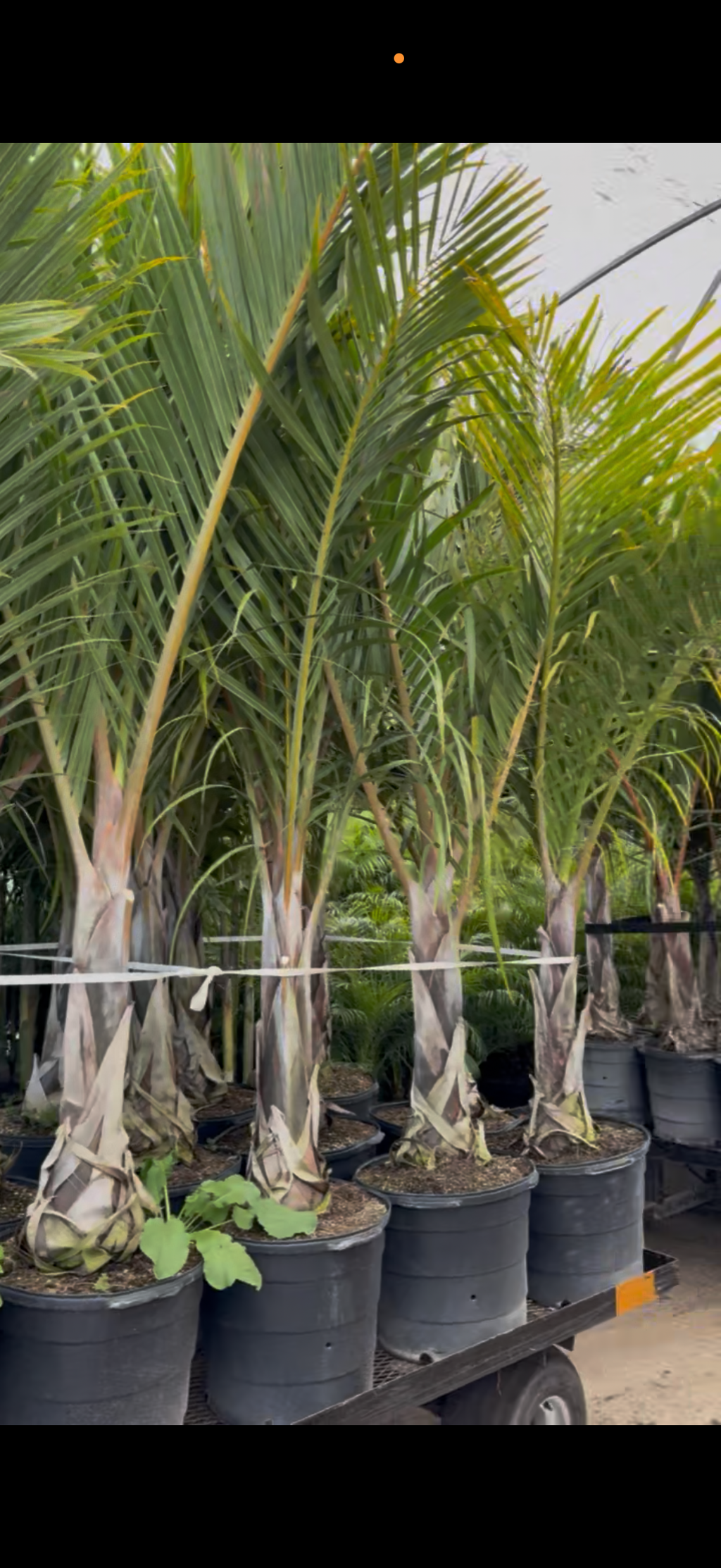 Spindle Palm Tree (Hyophorbe Verschaffeltii)