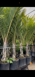 Spindle Palm Tree (Hyophorbe Verschaffeltii)
