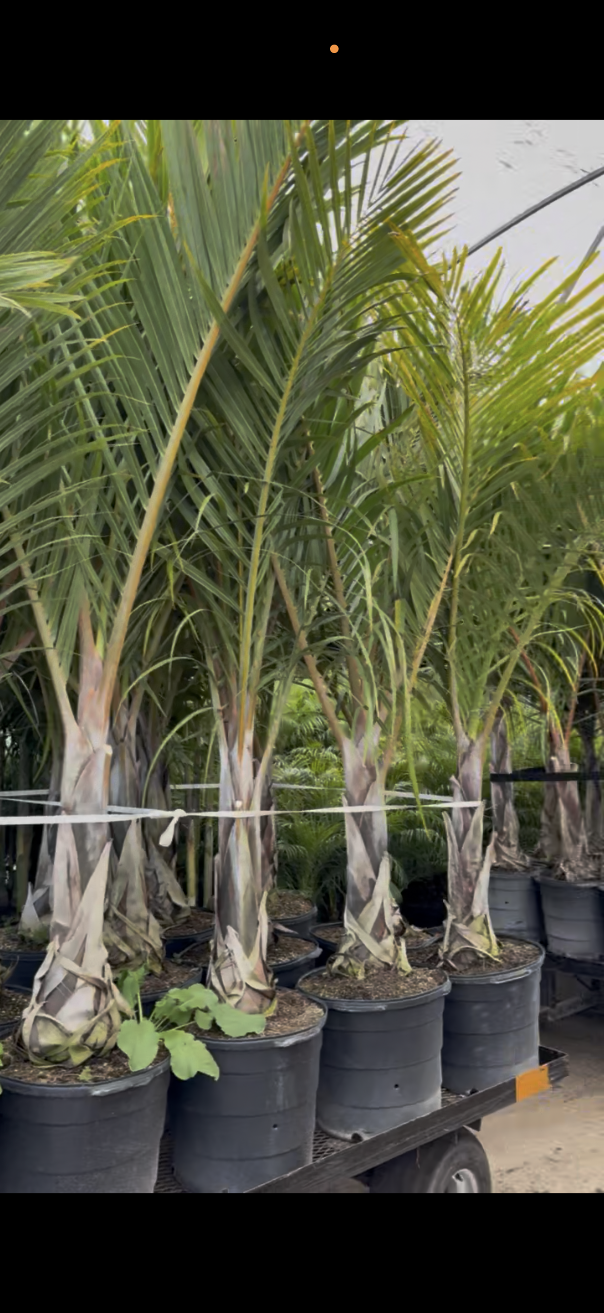 Spindle Palm Tree (Hyophorbe Verschaffeltii)