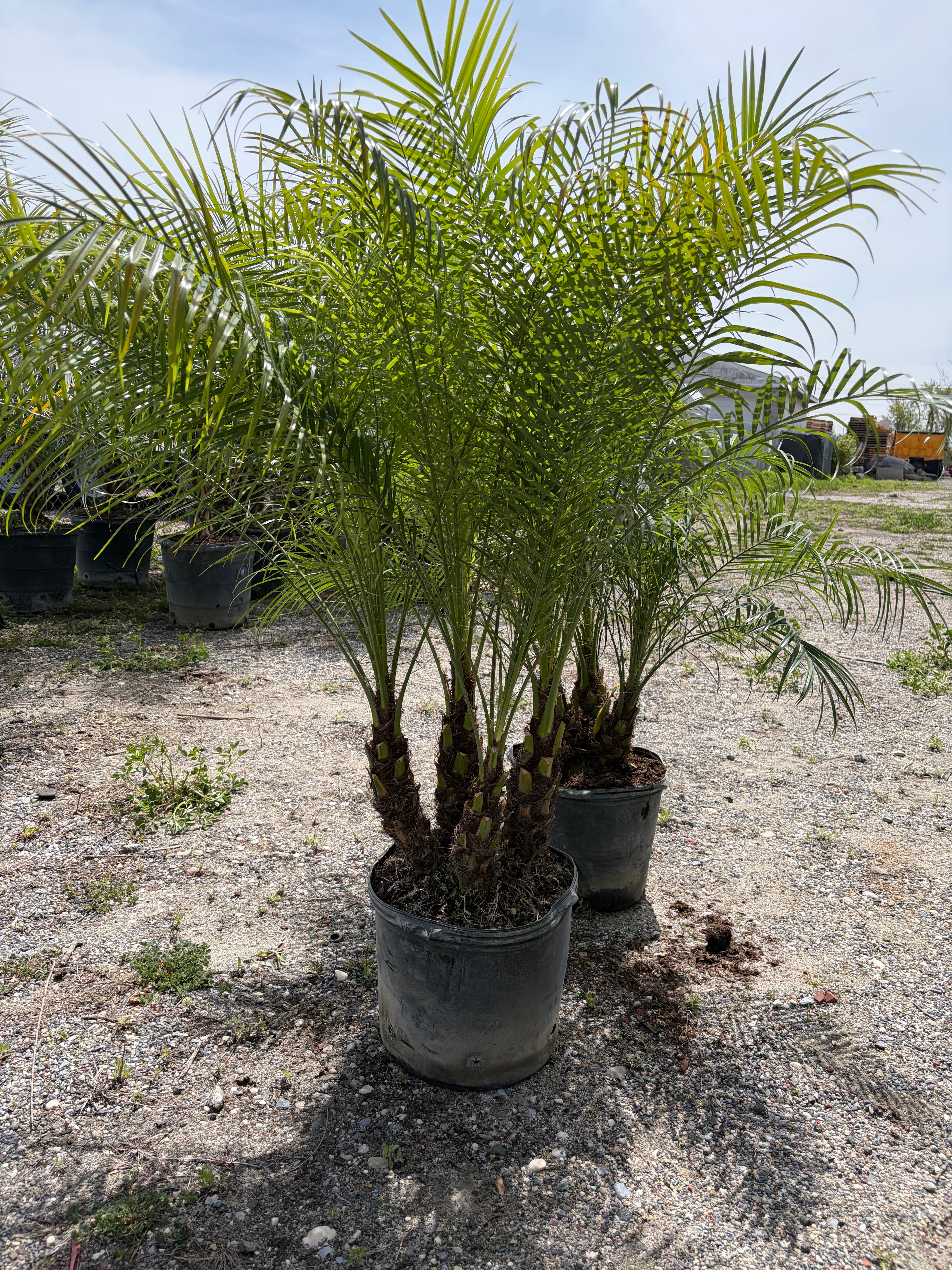 Roebellini Palm (Pygmy Date Palm)