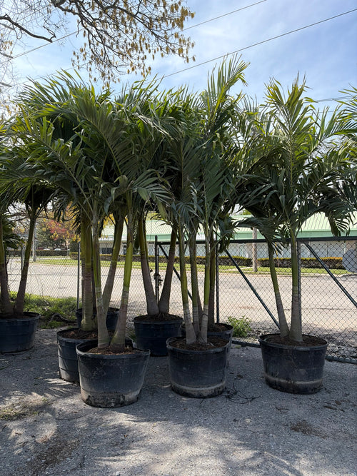 Christmas Palm (Adonidia Palm)