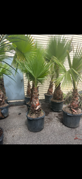 Mexican Fan Palms