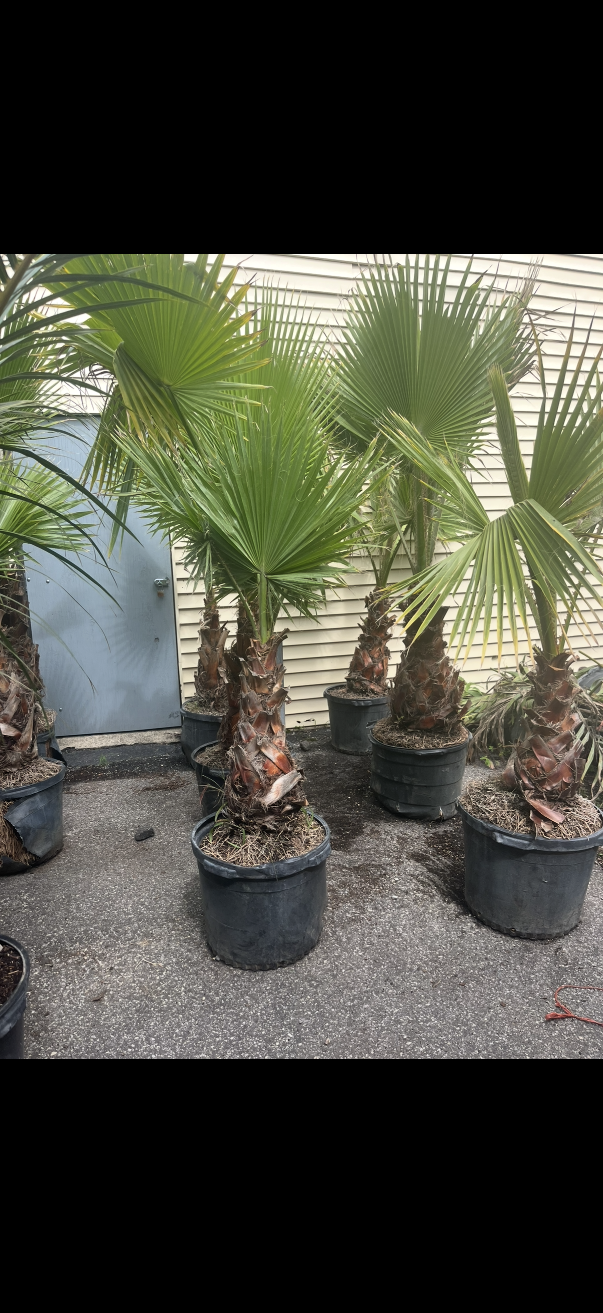 Mexican Fan Palms