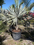 Bizmark Palm Trees