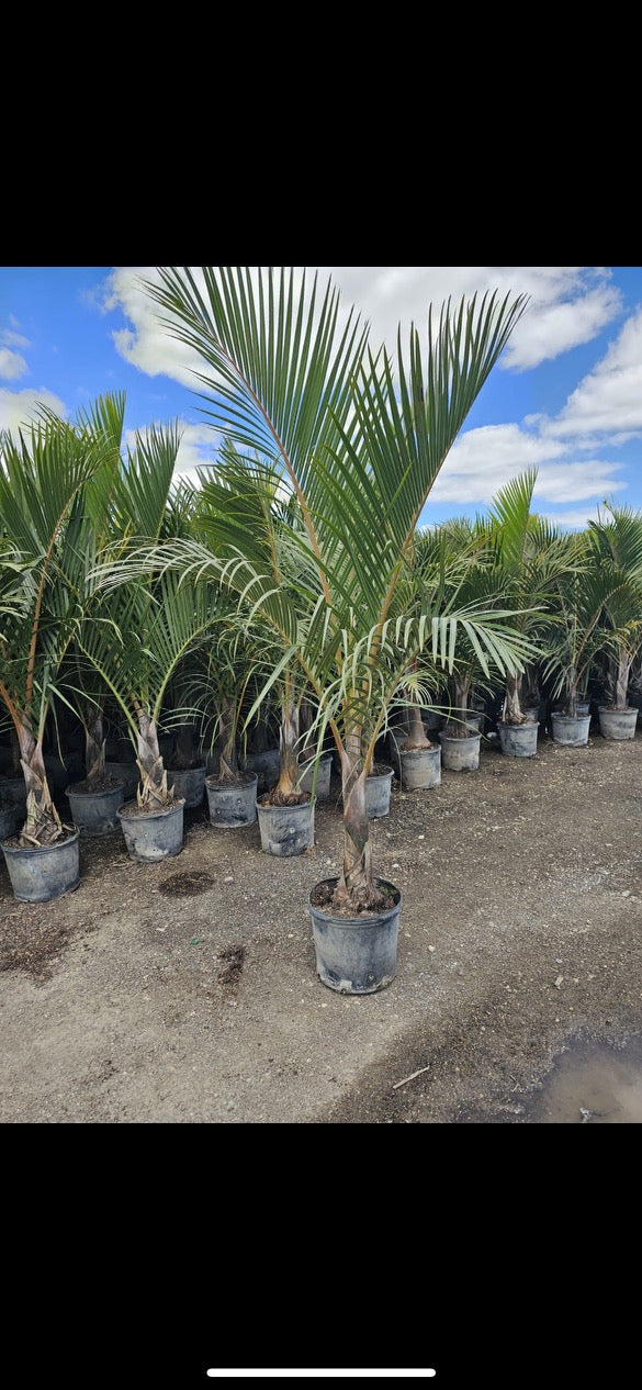 Spindle Palm Tree (Hyophorbe Verschaffeltii)