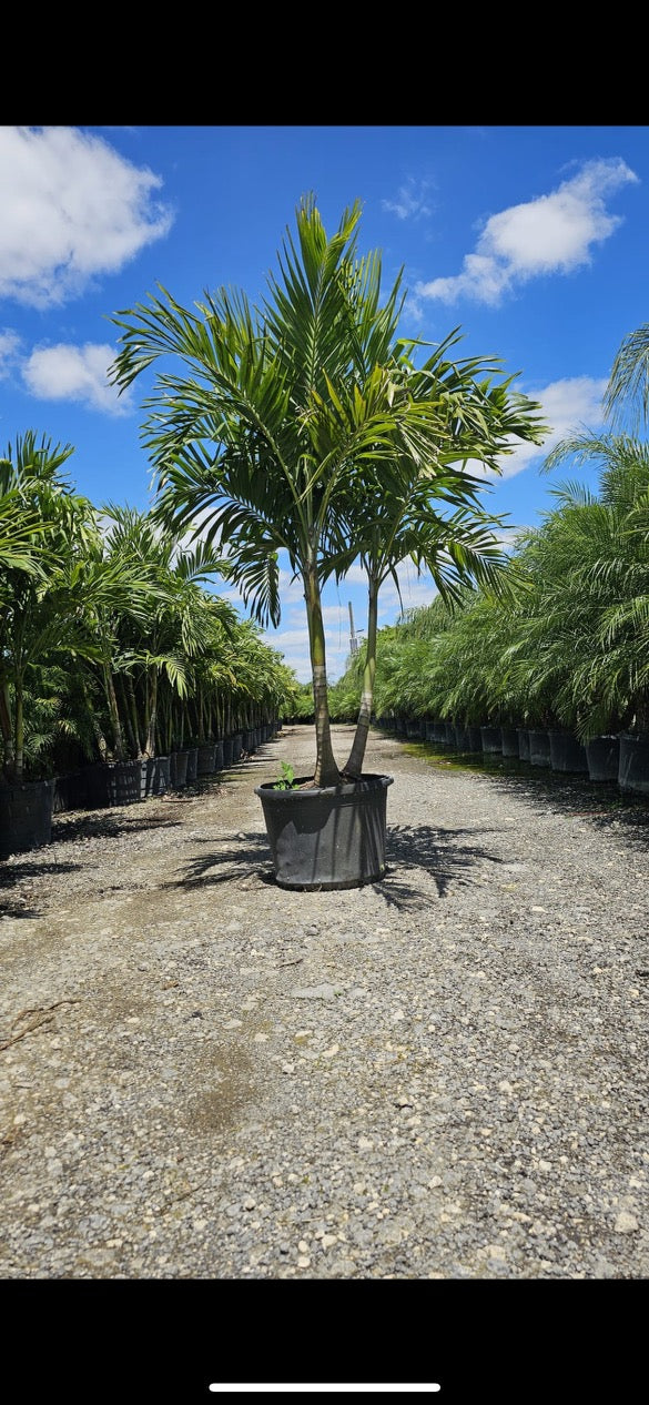 Christmas Palm (Adonidia Palm)