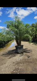 Roebellini Palm (Pygmy Date Palm)